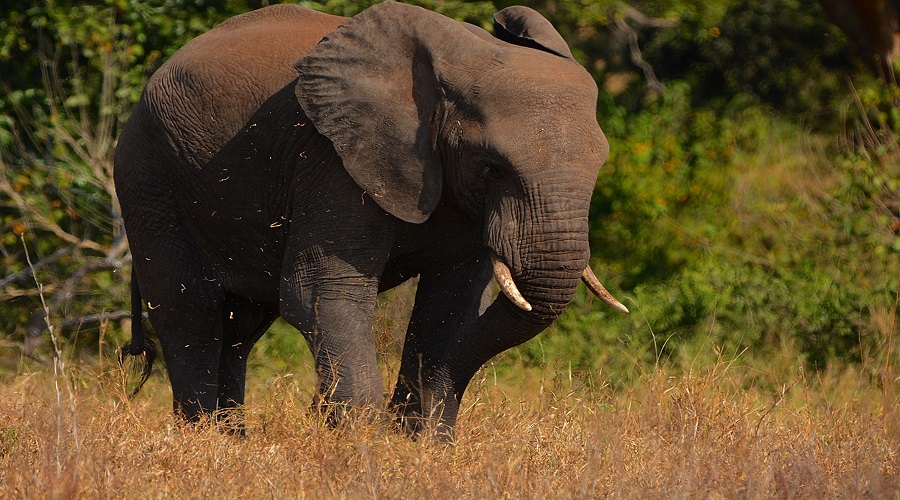 5-Day Tanzania Safari: A Budget-Friendly Adventure